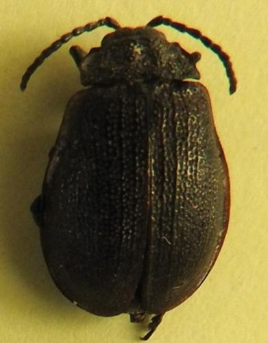 Galeruca pomonae